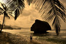 Palm Fronds Frame