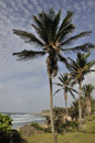 Palms overlooking Bay