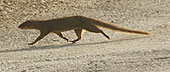 Barbadian Mongoose