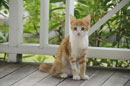 Ginger Kitten
