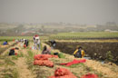 A Field of Onions