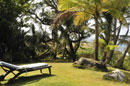 Sunbed amongst the Palms