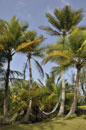 Palms Galore