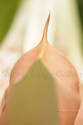 Angels Trumpet