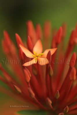 Exotic Ixora Flowers