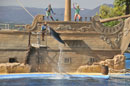 Dolphin Hoop Jumping