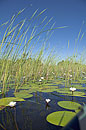 Okavango Lillies and Reeds 