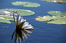 Lilly Reflection Okavango Delta