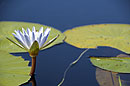 Okavango Lilly 