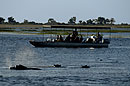Hippo Safari