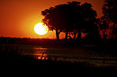 Sunset Chobe River