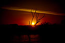 Sculptural Tree Sunset Botswana