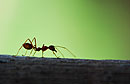 Ant in Thailand