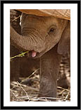 Elephants of Samburu