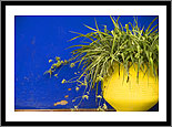 Majorelle gardens