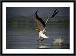 Naivasha Kenya
