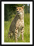 Cheetah Sitting Tall