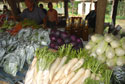 Hmong vegetable trade
