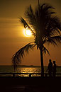 Silhouetted Couple & Palm Sunset