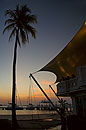 Palm at the Yacht Club Sunset