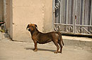 I'm Watching You Cuban Dog