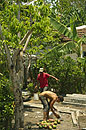Sorting the Mango's For Sale