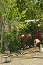 Horse at the Smallholding Mango Farm
