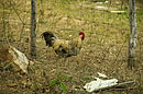 Free Range Cuban Chicken