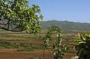 Pretty Landscape through trees Cuba