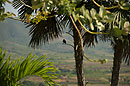 Small Bird in Palm Valle de los Ingenios Cuba