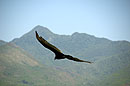 Hawk Gliding in the Valle de los Ingenios
