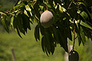 Mango's hanging in Tree