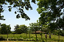 Countryside Walk to the River Cuba