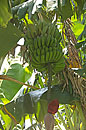 Bananas on the Tree