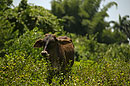 Pretty Young Cow at the farm Cuba