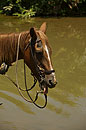 Horse by the River in Cuba