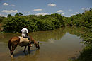 Horse drinking from the River