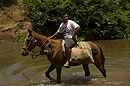 Horse trekking through the River