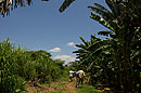 Trek Back for Lunch through Banana Trees