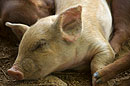 Little Furry Pink Piglet