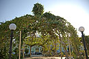 Parque Cespedes Vine Walkway Trinidad, Cuba