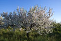 Almond Blossom tree 