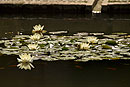 Pond Lillies Alhambra Granada