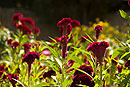 Cockscomb in the Generalife