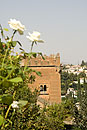 White Roses at the Alhambra