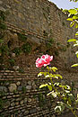 Pink Rose in the Alhambra