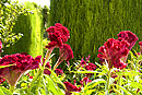 Cockscomb in Alhambra