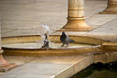 Pigeon Playing in the Fountain