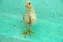 Chick in my Casa