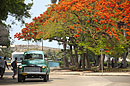 Flame-of-the-forest (Delonix regia)